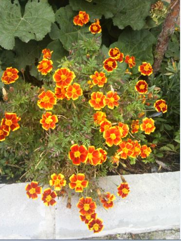 Name:  ka2.JPG
Views: 503
Size:  57.5 KB