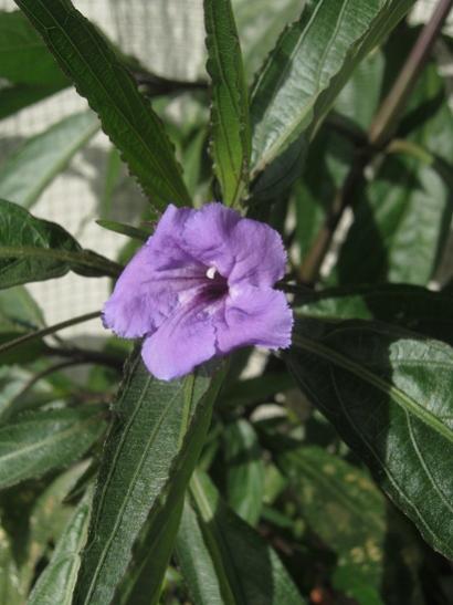 Name:  Meksika petunyas.jpg
Views: 923
Size:  32.6 KB