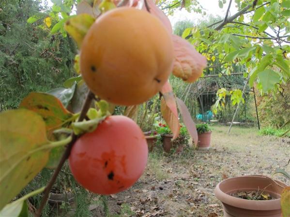 Name:  IMG_9529 (600 x 450).jpg
Views: 692
Size:  50.4 KB