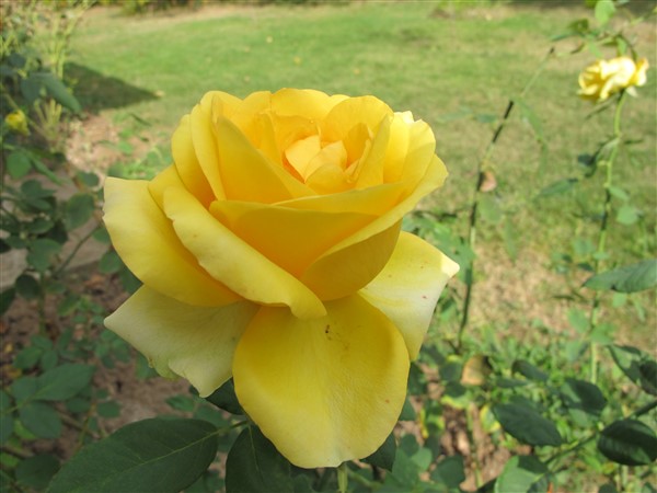 Name:  IMG_9541 (600 x 450).jpg
Views: 769
Size:  67.7 KB