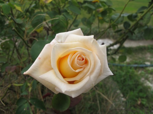 Name:  IMG_9548 (600 x 450).jpg
Views: 755
Size:  60.0 KB