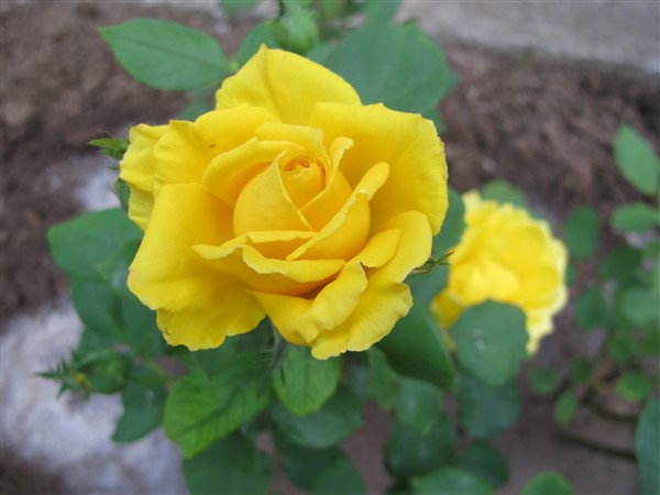 Name:  IMG_9484 (600 x 450).jpg
Views: 754
Size:  53.3 KB