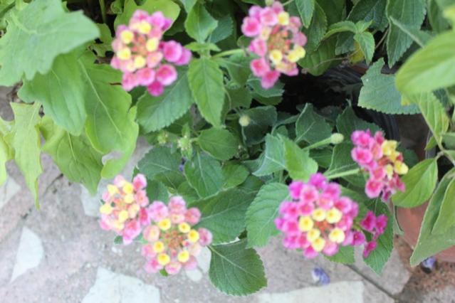 Name:  IMG_5509.jpg
Views: 247
Size:  42.8 KB