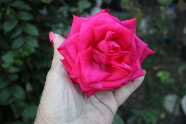 Name:  IMG_4964.jpg
Views: 249
Size:  26.6 KB