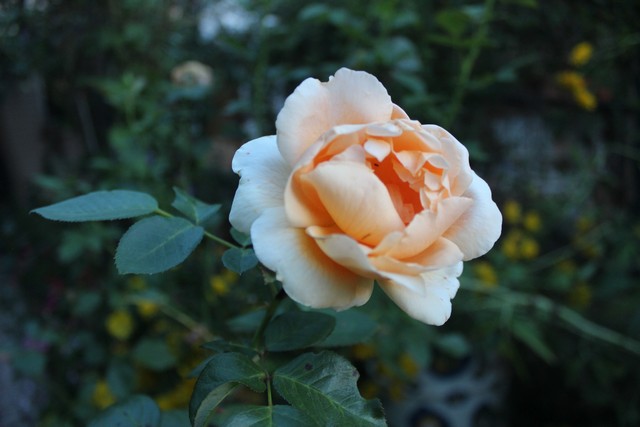 Name:  IMG_4966.jpg
Views: 260
Size:  67.9 KB