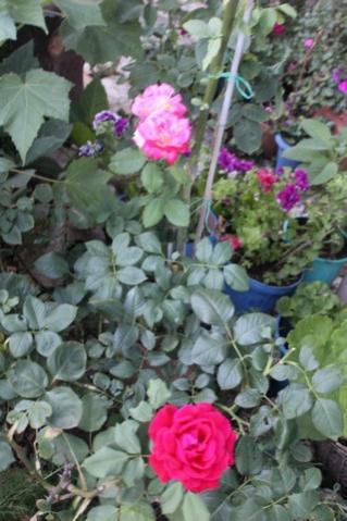 Name:  IMG_5010.jpg
Views: 250
Size:  32.4 KB