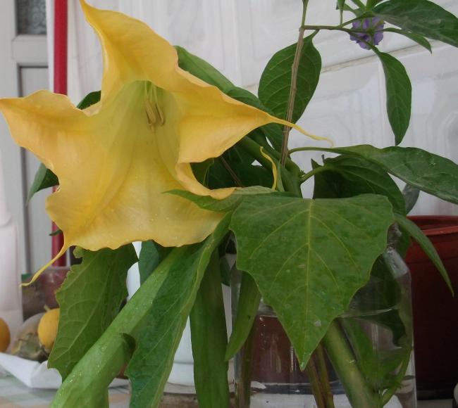 Name:  DSCF9893.jpg
Views: 660
Size:  43.6 KB