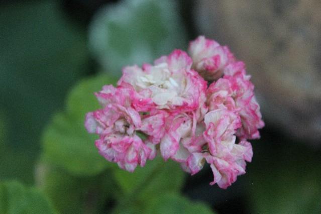 Name:  IMG_5594.jpg
Views: 384
Size:  28.1 KB