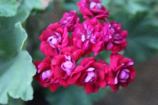 Name:  IMG_5596.jpg
Views: 372
Size:  30.0 KB