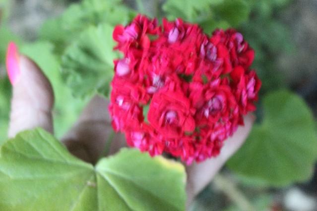 Name:  IMG_5599.jpg
Views: 373
Size:  30.8 KB