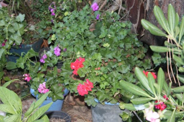 Name:  IMG_5627.jpg
Views: 349
Size:  57.3 KB