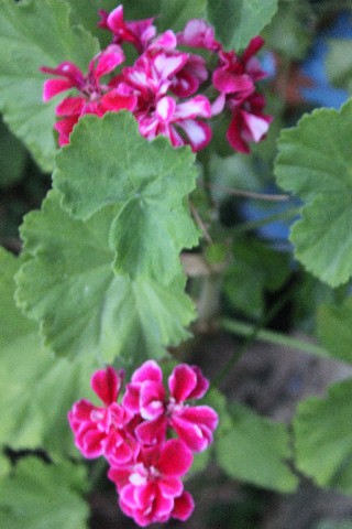 Name:  IMG_5606.jpg
Views: 376
Size:  67.2 KB