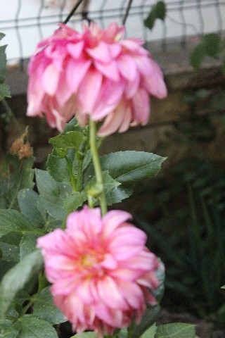 Name:  IMG_5527.jpg
Views: 369
Size:  64.6 KB