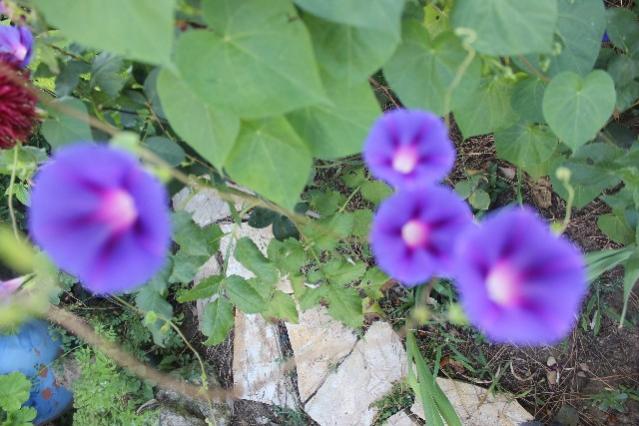 Name:  IMG_5557.jpg
Views: 359
Size:  48.0 KB