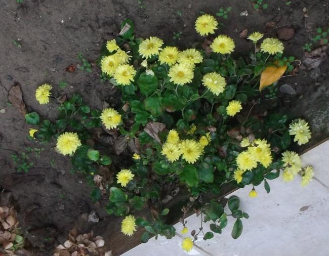 Name:  DSCF9912.jpg
Views: 626
Size:  58.8 KB