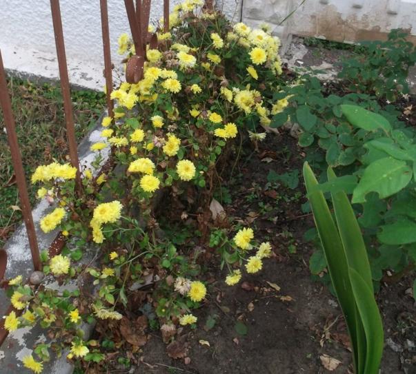 Name:  DSCF9909.jpg
Views: 629
Size:  71.5 KB