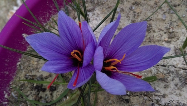 Name:  IMAG0752.jpg
Views: 1143
Size:  67.0 KB