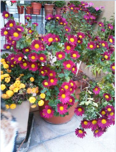 Name:  kas1.JPG
Views: 315
Size:  60.4 KB