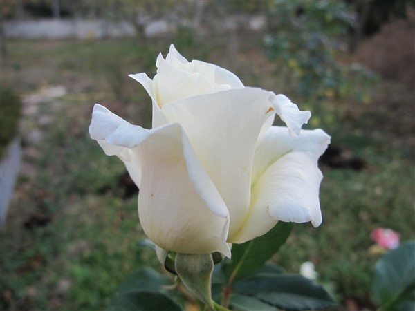 Name:  IMG_9733 (600 x 450).jpg
Views: 650
Size:  49.9 KB