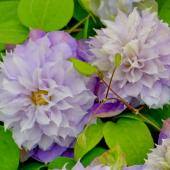 Name:  clemat1.jpg
Views: 807
Size:  7.4 KB
