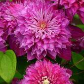 Name:  clemat2.jpg
Views: 524
Size:  8.8 KB