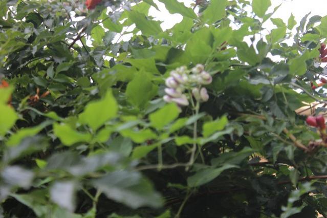 Name:  IMG_5730.jpg
Views: 239
Size:  44.3 KB