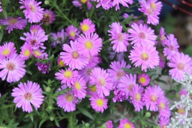 Name:  IMG_5808.jpg
Views: 215
Size:  49.3 KB