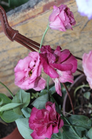 Name:  IMG_5876.jpg
Views: 530
Size:  67.8 KB