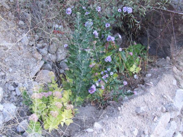 Name:  DSCF9697.jpg
Views: 527
Size:  72.0 KB