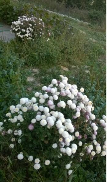 Name:  kasmpat beyaz 2016.jpg
Views: 816
Size:  41.7 KB
