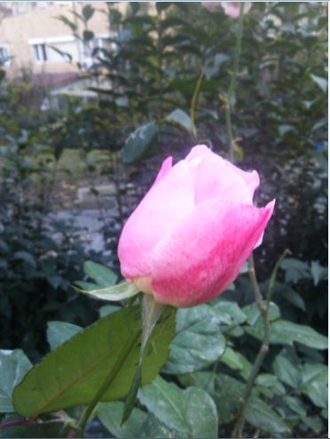 Name:  gl1.JPG
Views: 553
Size:  37.3 KB