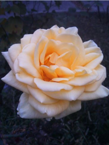 Name:  gl2.JPG
Views: 542
Size:  28.5 KB