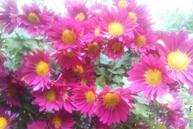 Name:  ln4.jpg
Views: 547
Size:  49.6 KB