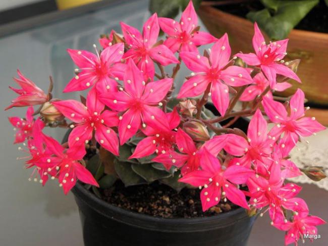 Name:  Graptopetalum bellum tacitus bellus.jpg
Views: 396
Size:  47.7 KB