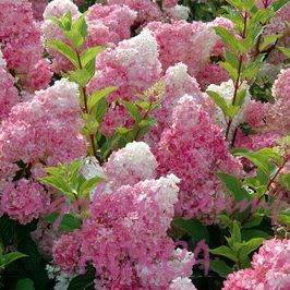 Name:  hidrangea.jpg
Views: 621
Size:  22.1 KB