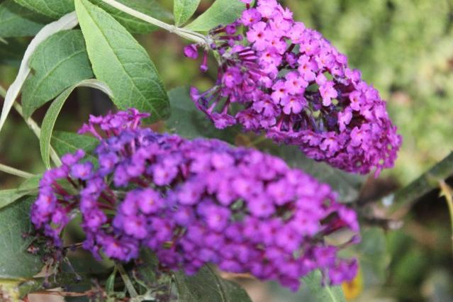 Name:  IMG_5920.jpg
Views: 461
Size:  46.0 KB
