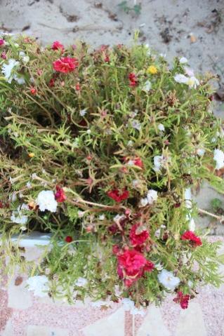 Name:  IMG_5949.jpg
Views: 455
Size:  40.9 KB