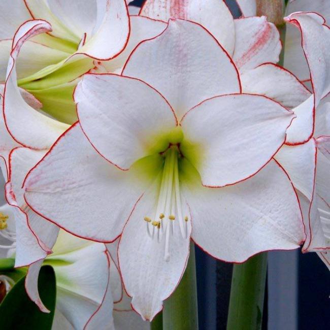 Name:  PCOTEE AMARYLLS.jpg
Views: 552
Size:  53.8 KB