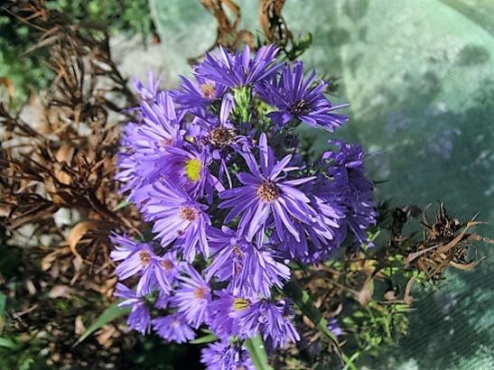 Name:  aster.jpg
Views: 717
Size:  54.2 KB