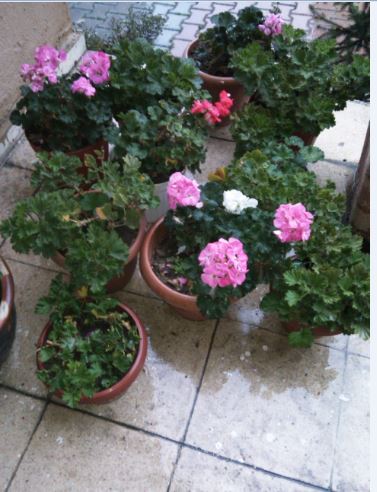 Name:  sm.JPG
Views: 473
Size:  48.4 KB