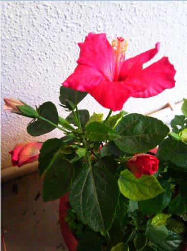 Name:  hb.JPG
Views: 285
Size:  42.5 KB