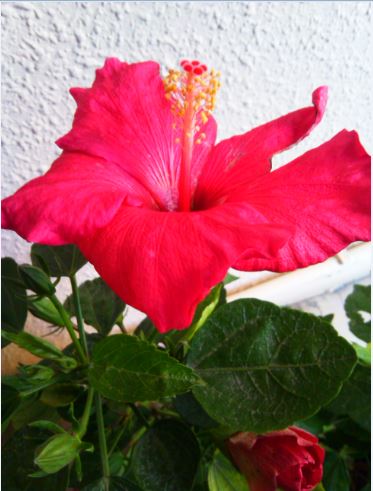 Name:  hb1a.JPG
Views: 284
Size:  40.9 KB