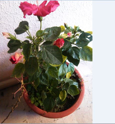 Name:  hb1b.JPG
Views: 289
Size:  44.8 KB