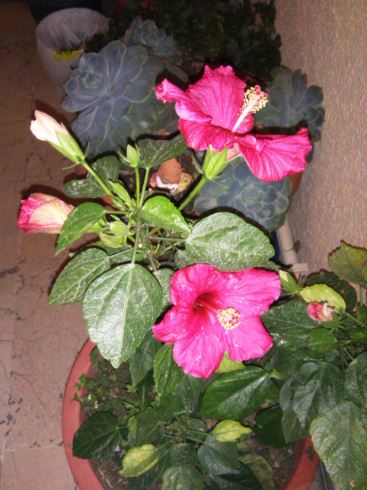 Name:  ja2.JPG
Views: 863
Size:  45.4 KB