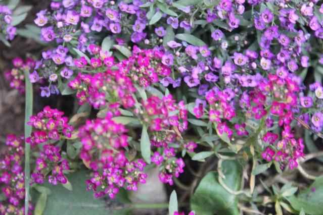 Name:  IMG_6239.jpg
Views: 303
Size:  61.3 KB