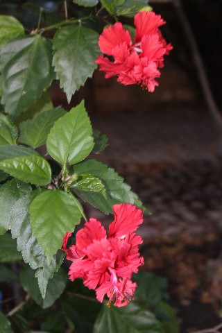 Name:  IMG_6016.jpg
Views: 802
Size:  62.7 KB