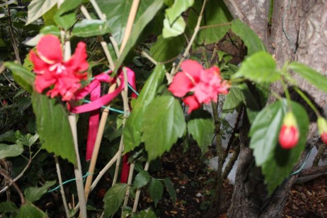 Name:  IMG_6018.jpg
Views: 782
Size:  49.1 KB