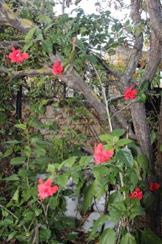 Name:  IMG_6021.jpg
Views: 779
Size:  43.8 KB