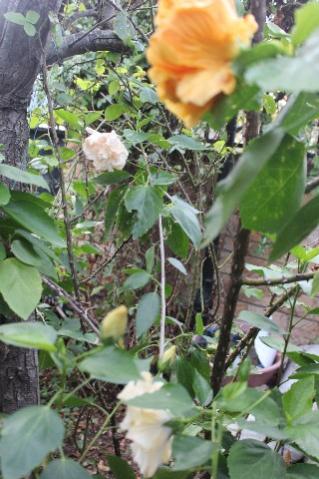 Name:  IMG_6048.jpg
Views: 769
Size:  35.3 KB