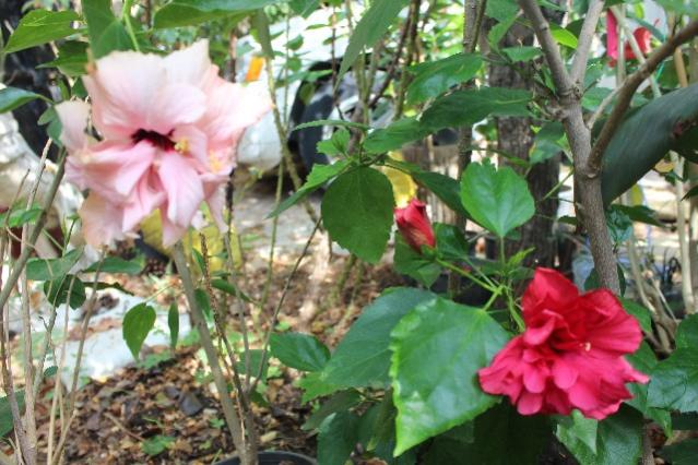 Name:  IMG_6077.jpg
Views: 784
Size:  57.1 KB